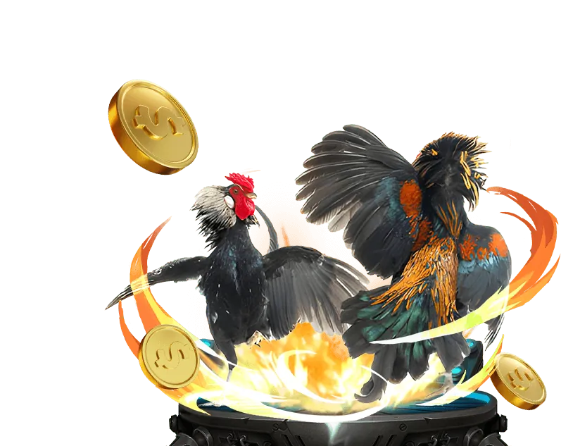 Cảnh đá gà trực tiếp tại sới gà Thomo