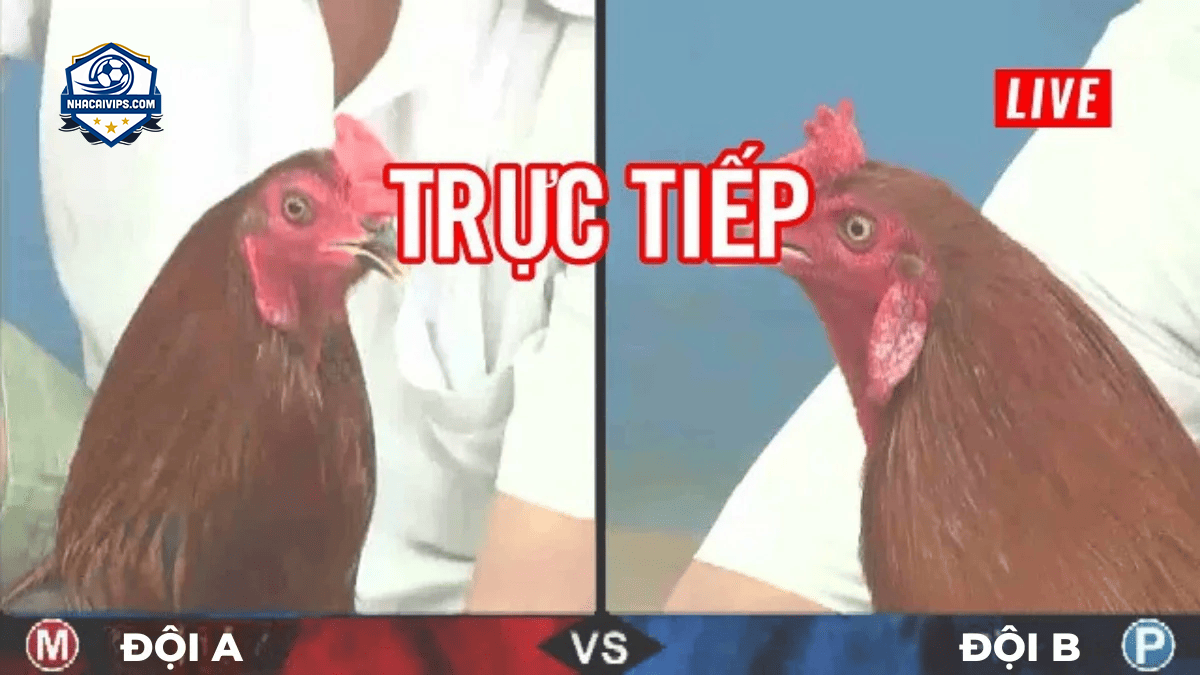 Đá Gà Trực Tiếp Là Gì?