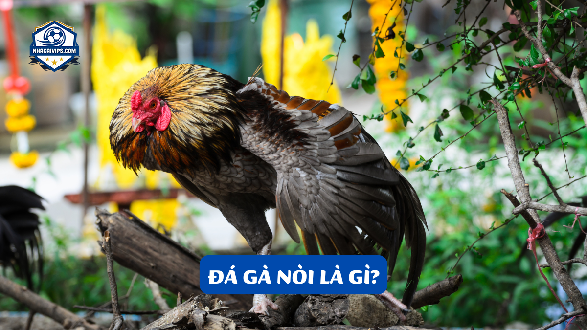 Đá Gà Nòi Là Gì?