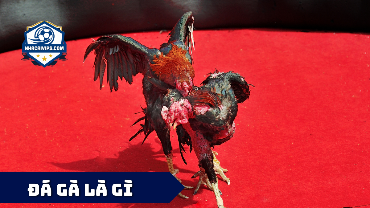 Đá Gà Là Gì?