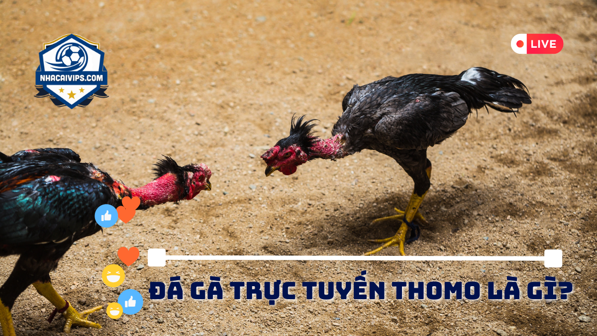 Đá Gà Trực Tuyến Thomo Là Gì?