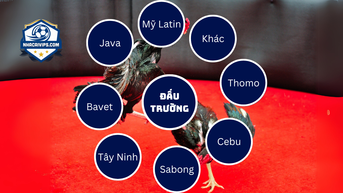 Danh Sách Trường Gà Nổi Tiếng